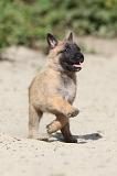 MALINOIS 393